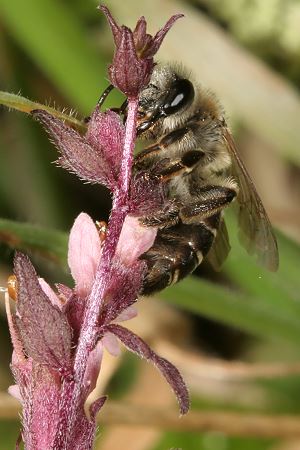 Sägehornbiene Melitta tricincta, M Sägehornbiene Melitta tricincta, M