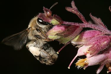 Sägehornbiene Melitta tricincta