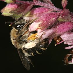 Sägehornbiene Melitta tricincta