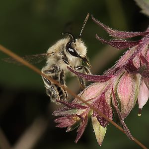 Sägehornbiene Melitta tricincta, M Sägehornbiene Melitta tricincta, M