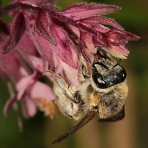 Sägehornbiene Melitta tricincta, W Sägehornbiene Melitta tricincta, W