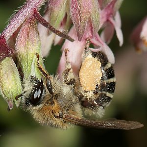 Sägehornbiene Melitta tricincta, W Sägehornbiene Melitta tricincta, W