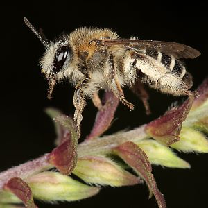 Sägehornbiene Melitta tricincta, W Sägehornbiene Melitta tricincta, W