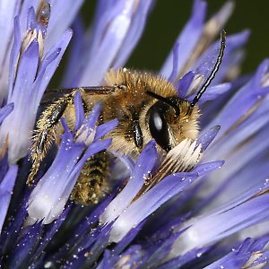 Sägehornbiene Melitta tricincta, M Melitta tricincta, M