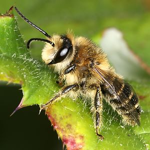 Melitta tricincta, M Melitta tricincta, M