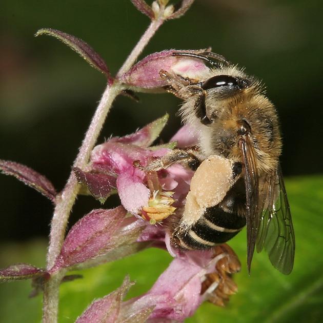 Melitta tricincta, M