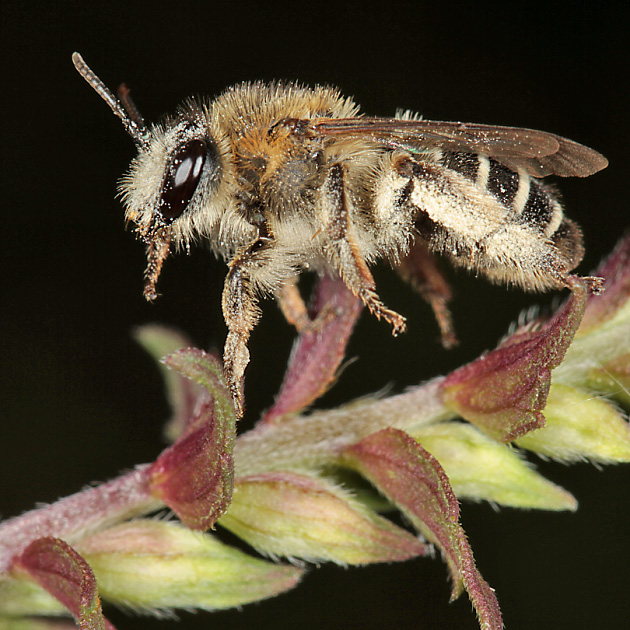 Melitta tricincta, M