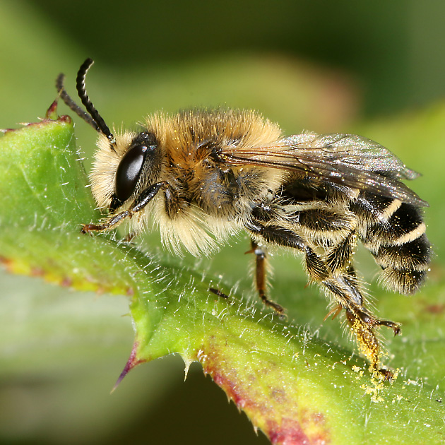 Melitta tricincta, M