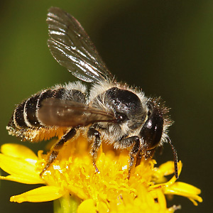 Megachile versicolor, W