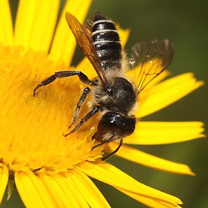 Megachile versicolor, W