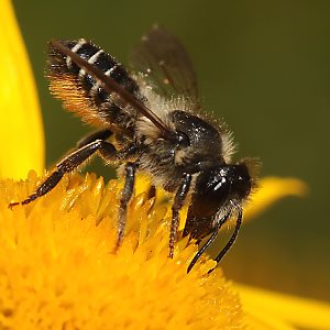 Megachile versicolor, W