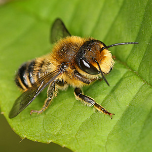 Megachile versicolor, M