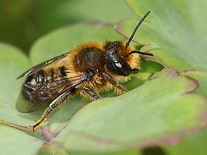 Megachile versicolor, M