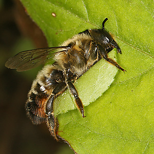 Megachile versicolor, W