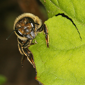 Megachile versicolor, W