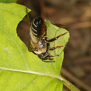 Megachile versicolor, W