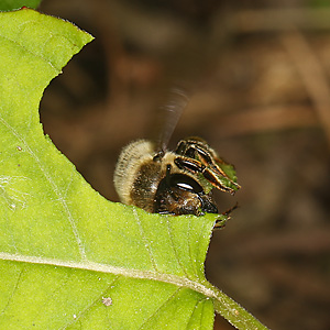 Megachile versicolor, W