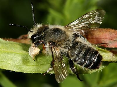 Blattschneiderbiene Megachile willughbiella