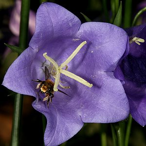 Blattschneiderbiene Megachile willughbiella, M