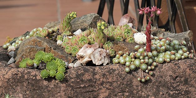 Handlauf mit 2 Nestern von Megachile willughbiella