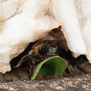 Megachile willughbiella, W mit Blatt (4)