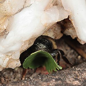 Megachile willughbiella, W mit Blatt (6)