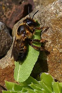 Megachile willughbiella, W mit Blatt (7)