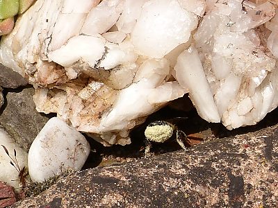 Megachile willughbiella, W mit Pollen
