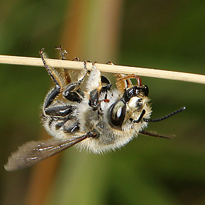 Megachile willughbiella, M