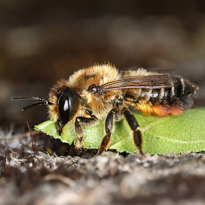 Megachile willughbiella, M