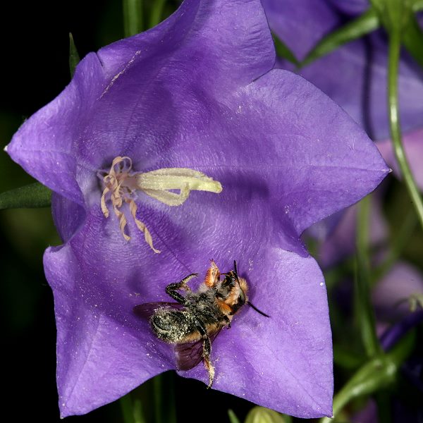 Megachile willughbiella, M