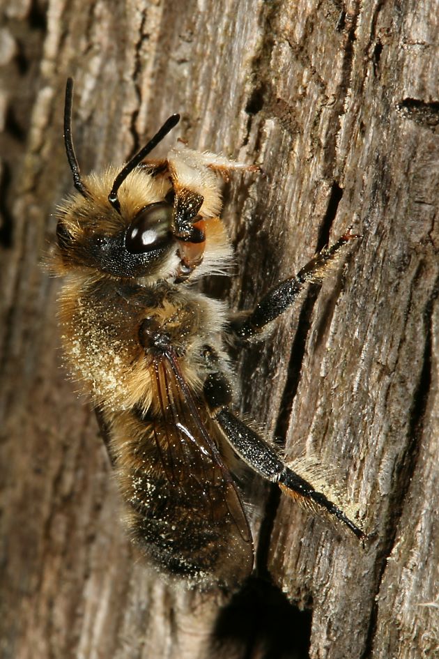 Megachile willughbiella, M