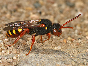 Nomada bifasciata, W