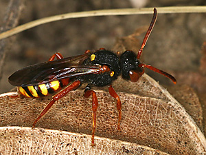 Nomada bifasciata, W