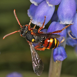 Nomada bifasciata, W