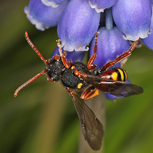 Nomada bifasciata, W