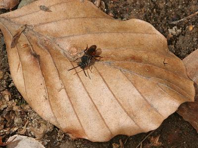 Wespenbiene: Nomada fabriciana, W Wespenbiene: Nomada fabriciana, W