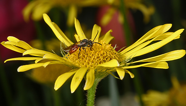 Wespenbiene Nomada Nomada fabriciana, M Wespenbiene Nomada Nomada fabriciana, M