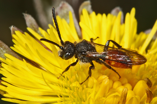 Wespenbiene Nomada fabriciana, M Wespenbiene Nomada flavoguttata, M
