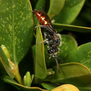 Wespenbiene: Nomada fabriciana, M Wespenbiene: Nomada fabriciana, M