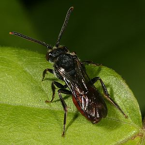 Nomada fabriciana, W Nomada fabriciana, W