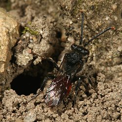 Nomada fabriciana, W, am Nesteingang (1) Nomada fabriciana, W, am Nesteingang (1)