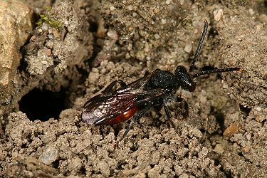 Nomada fabriciana, W, am Nesteingang (2) Nomada fabriciana, W, am Nesteingang (2)
