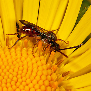Nomada fabriciana, M Nomada fabriciana, M