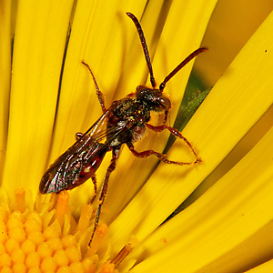 Nomada fabriciana, M Nomada fabriciana, M