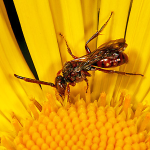 Nomada fabriciana, M Nomada fabriciana, M