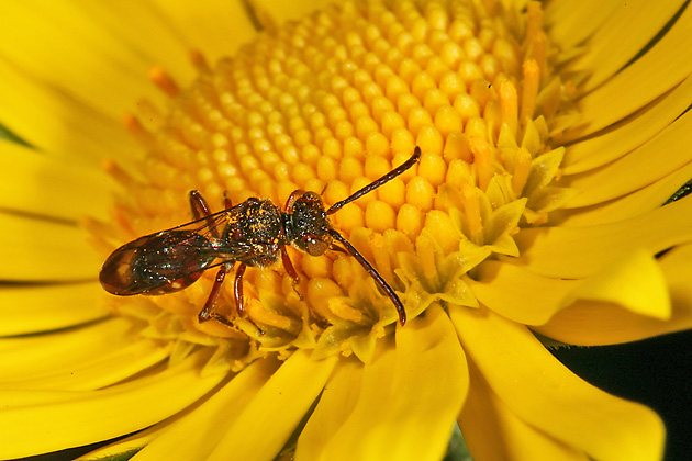 Nomada fabriciana, M Nomada fabriciana, M