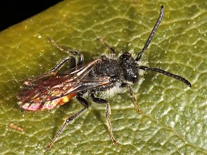 Wespenbiene: Nomada fabriciana, M Wespenbiene: Nomada fabriciana, M