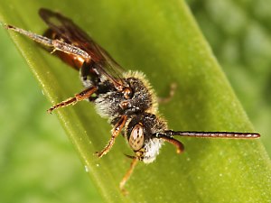 Nomada fabriciana, M Nomada fabriciana, M