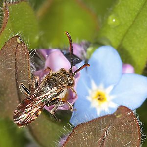 Wespenbiene: Nomada fabriciana, M an Vergißmeinnicht (1) Wespenbiene: Nomada fabriciana, M